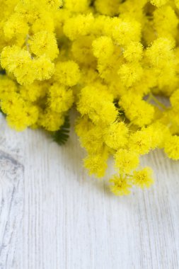 Mimoza Beyaz ahşap zemin üzerinde