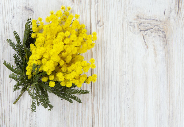 mimosa on white wooden background