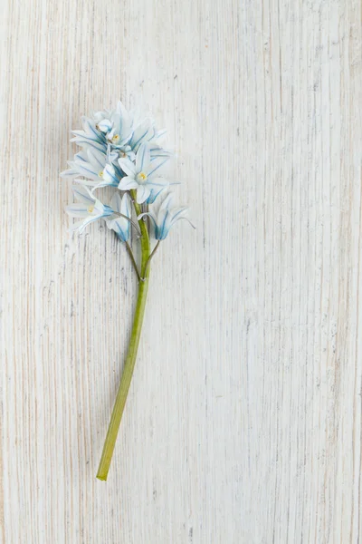 Τα όμορφα λουλούδια άνοιξη σε ξύλινη επιφάνεια — Φωτογραφία Αρχείου