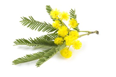 Mimosa beyaz arkaplanda izole edildi