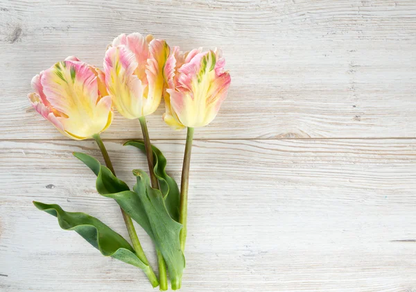 Krásný jarní tulipány — Stock fotografie