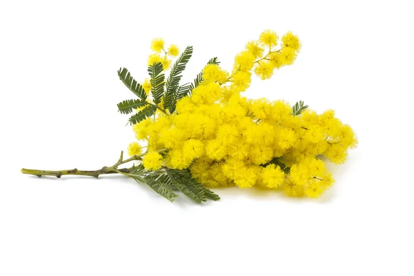 Mimosa isolado sobre fundo branco — Fotografia de Stock