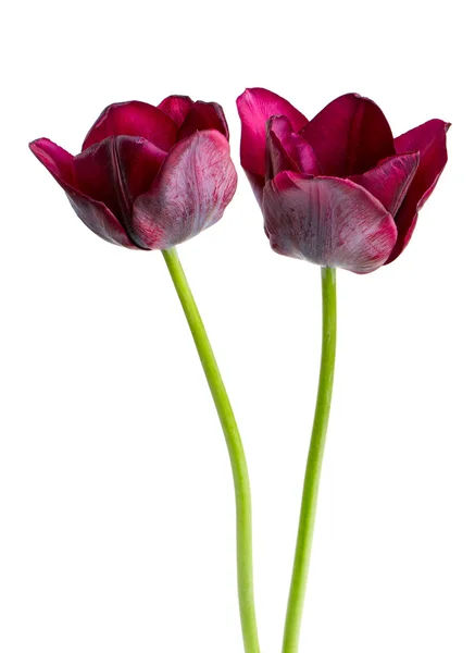 Purple tulip over white — Stock Photo, Image