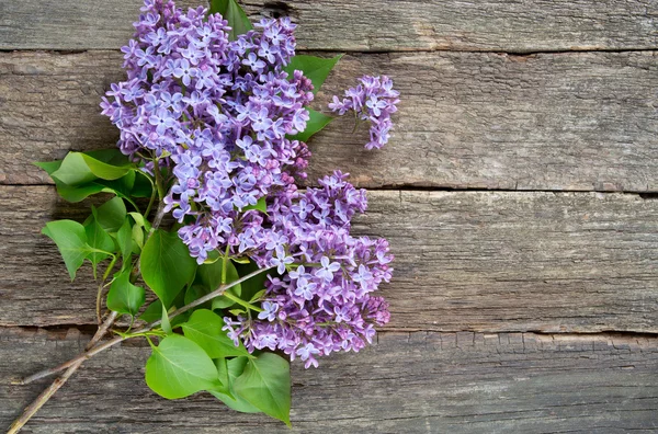 Hermosa lila en la superficie de madera oscura — Foto de Stock
