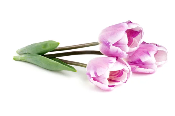 Gyönyörű rózsaszín tulipánok felett fehér — Stock Fotó