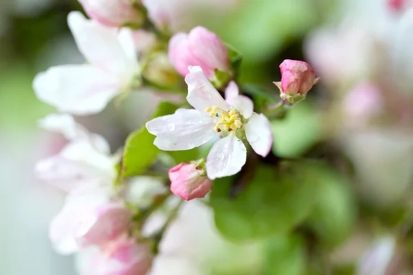 Apple blossoms next to the window — Stock Photo, Image