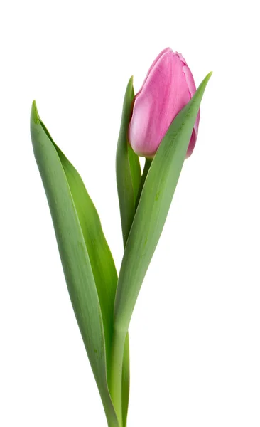 Ενιαία ροζ tulip απομονωθεί σε λευκό — Φωτογραφία Αρχείου
