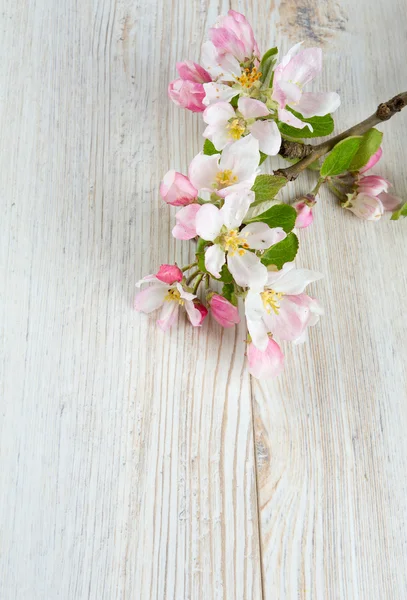 Яблоки цветут на белой деревянной поверхности — стоковое фото