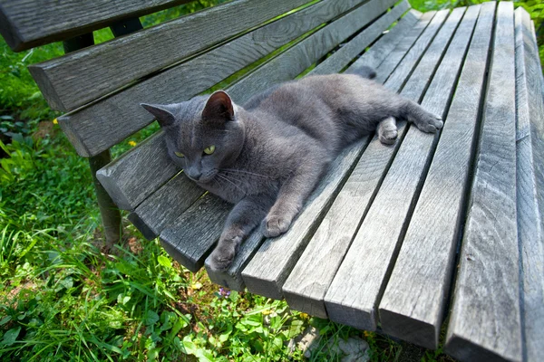 Gato cinza no banco de madeira — Fotografia de Stock