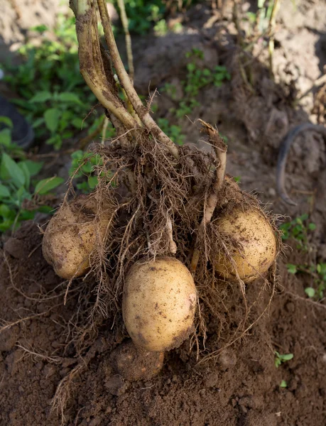 Dug out potatoes outdoors — Stock Photo, Image