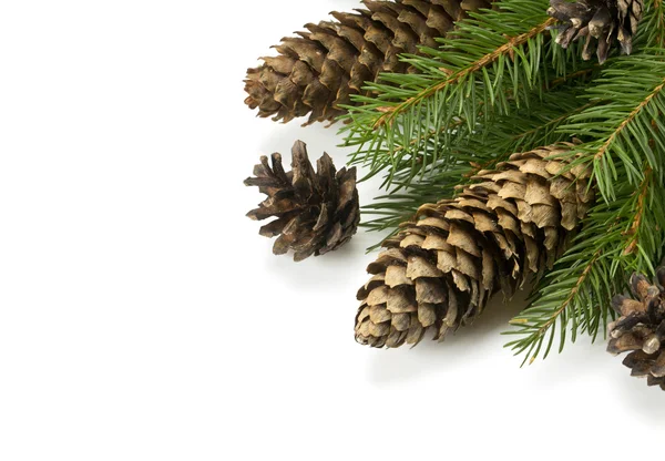 Spruce and cones Stock Image