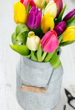 bir süt renkli Lale olabilir