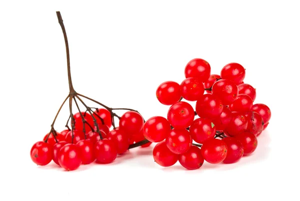 Red berries of viburnum isolated on white — Stock Photo, Image