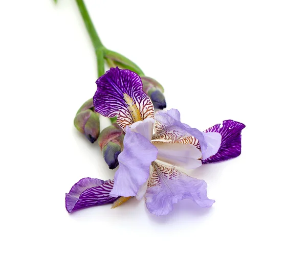 バイオレット アイリスの花 — 图库照片