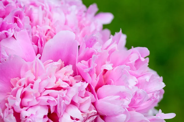 Roze pioen close-up — Stockfoto