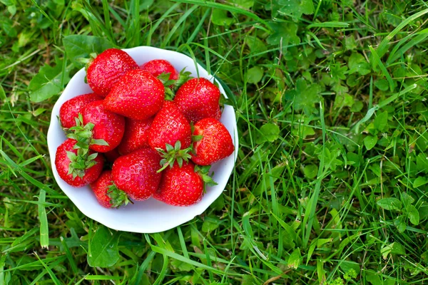 bir kase daimi yeşil çimenlerin üzerinde taze çilek