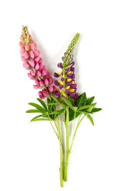 acı bakla çiçek üzerinde beyaz izole