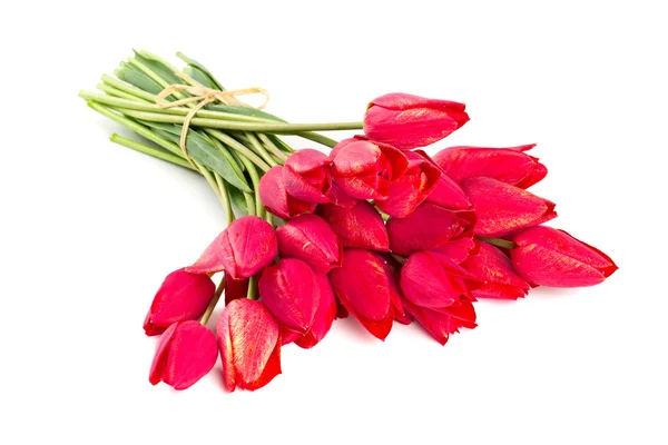 Bunch of red tulips isolated on white — Stock Photo, Image