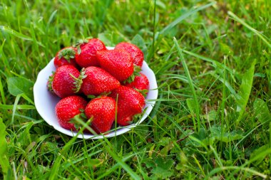 bir kase daimi yeşil çimenlerin üzerinde taze çilek