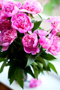 pencere pervazına üzerinde pembe peonies