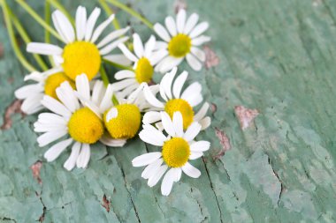 ahşap yüzey üzerinde papatya çiçekler