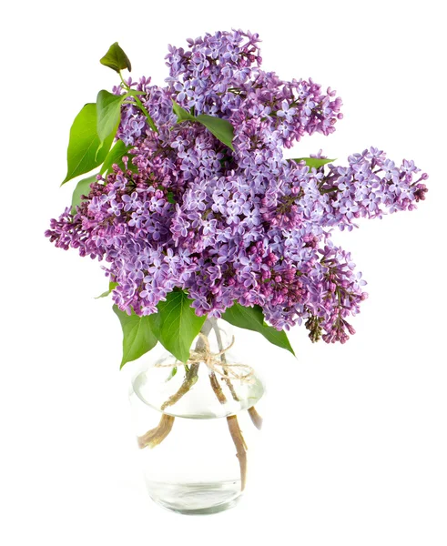Lilac isolated on white — Stock Photo, Image