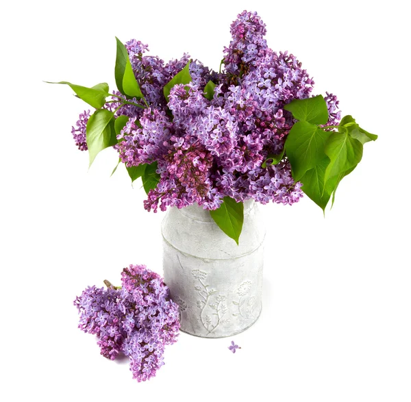 Lilac isolated on white — Stock Photo, Image