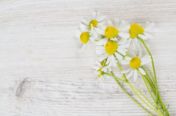 Kamomill blommor på träytan — Stockfoto