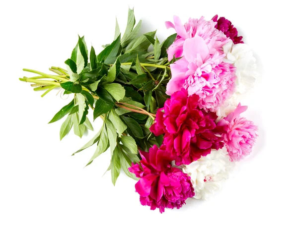 Peonies isolated on white background — Stock Photo, Image