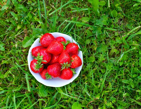Fresa fresca en un tazón de pie sobre hierba verde — Foto de Stock