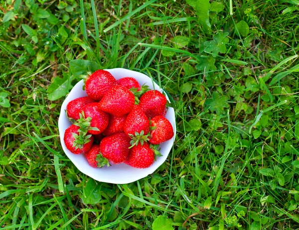 Fraise fraîche dans un bol debout sur l'herbe verte — Photo