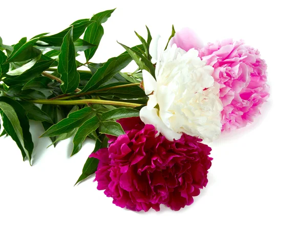 Peonies isolated on white background — Stock Photo, Image