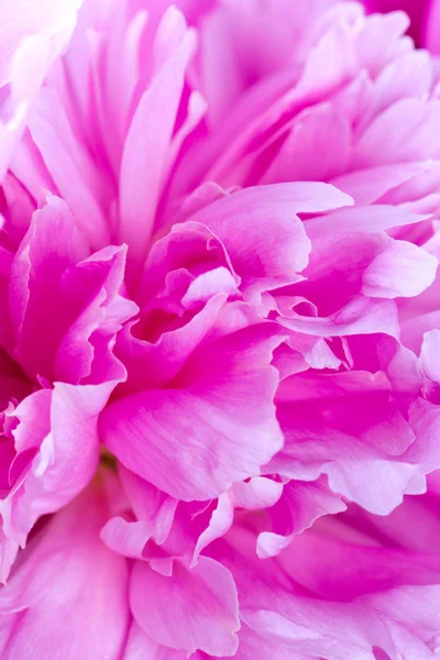 Close up of beautiful peonies — Stock Photo, Image