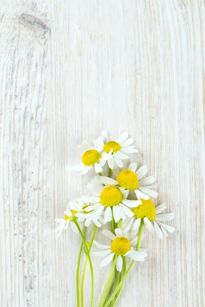 Flores de manzanilla en la superficie de madera —  Fotos de Stock