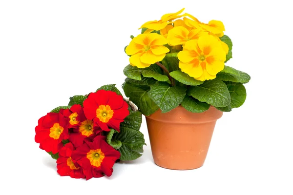 Primula flowers in pot — Stock Photo, Image
