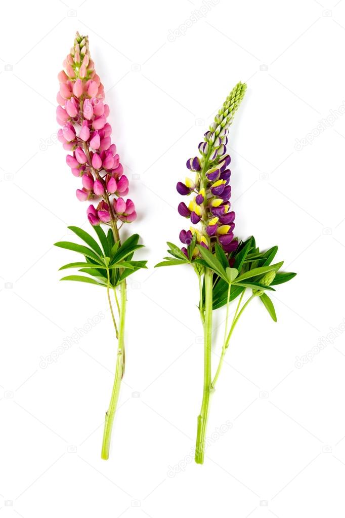 lupine flower isolated on white