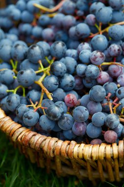 evde yetişen üzümler sepette