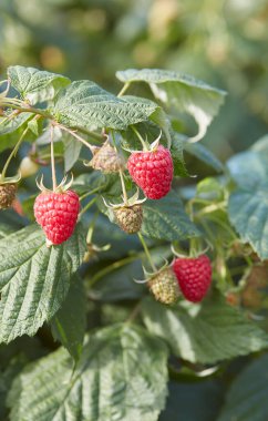 Sonbahar bahçesinde ahududu yetiştiriyorum.