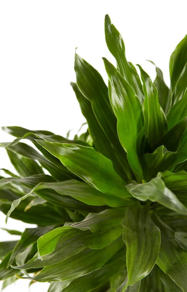 Green Leaves Isolated White Background — Stock Photo, Image