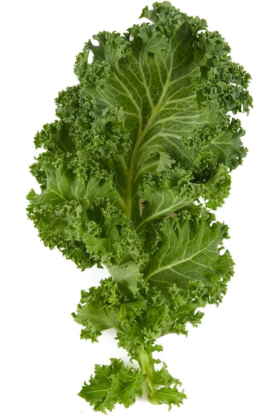 Fresh Kale Isolated White Background — Stock Photo, Image