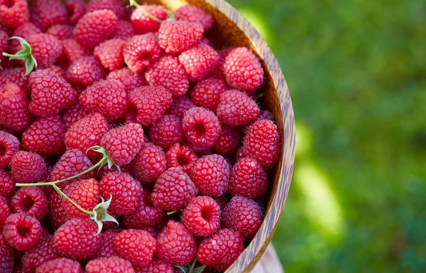 Framboises Dans Bol Bois Dans Jardin — Photo