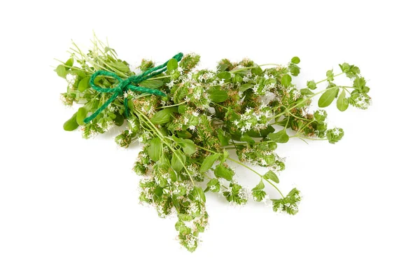 Marjoram Isolated White Background — Stock Photo, Image