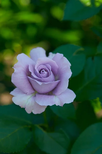 Rosa Lila Creciendo Jardín — Foto de Stock