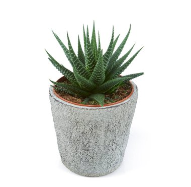 Haworthia planı beyaz arka planda izole edildi