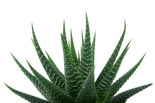 Хавортия план изолирован на белом фоне