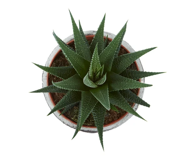 Haworthia Plan Geïsoleerd Witte Achtergrond — Stockfoto