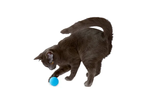 Cute Black Kitten Playing Toy Ball Isolated White Background — Stock Photo, Image