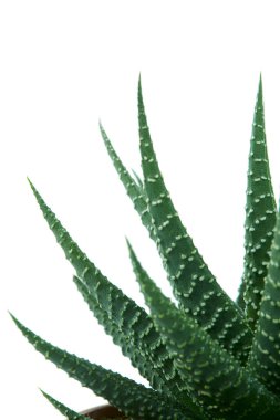 Haworthia planı beyaz arka planda izole edildi
