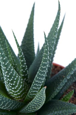 Haworthia planı beyaz arka planda izole edildi