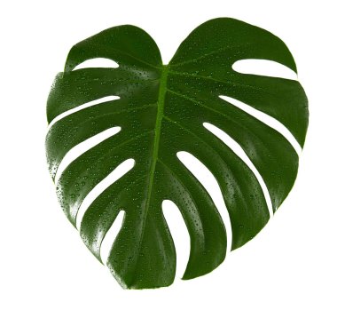 Monstera bitkisi beyaz arka planda izole edildi